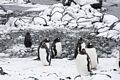 Antarctica