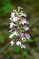 Lady Orchid